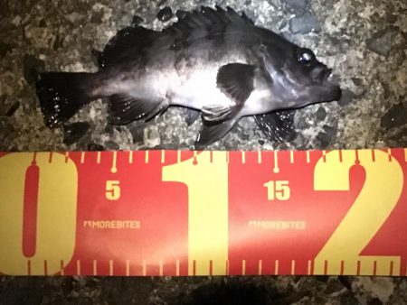 令和の初メバリング